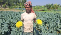 পার্বতীপুরে রঙিন ফুলকপি চাষে লাভবান কৃষকরা
