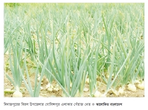 পেঁয়াজের ফলনে দিনাজপুরের চাষিরা খুশি  
