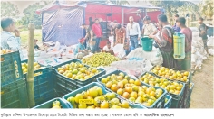 আধুনিক পদ্ধতিতে টমেটো চাষে সচ্ছলতা ফিরছে 