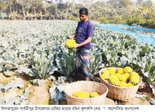 রঙিন ফুলকপিতে বদলাচ্ছে কৃষকের ভাগ্য  
