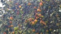 সাতক্ষীরায় কুলের বাম্পার ফলন