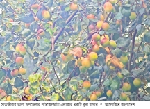 সাতক্ষীরায় ১৫০ কোটি টাকার কুল বিক্রির আশা  