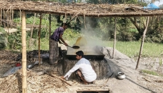 সিরাজগঞ্জে আখ চাষে বাম্পার ফলন, পুরোদমে মাড়াই শুরু