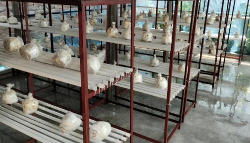 হাকিমপুরে মাশরুম চাষে সফল নারী উদ্যোক্তা শাপলা