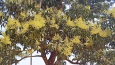 দিনাজপুরে আমের শাখায় দুলছে সোনালি মুকুল