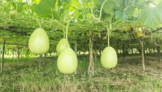 খানসামায় জৈব পদ্ধতিতে লাউ চাষে আমিনুলের সাফল্য