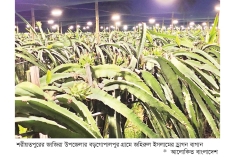 প্রযুক্তিনির্ভর ড্রাগন চাষ সফলতার আলো ছড়াচ্ছে  
