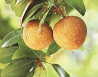 সফেদার যত গুণ  