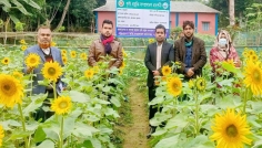 পতিত জমিতে সূর্যমুখী চাষে অপার সম্ভাবনা