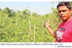 পেয়ারা চাষ করে কৃষি উদ্যোক্তার সাফল্য  