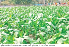 চান্দিনায় ভুট্টার বাম্পার ফলনের সম্ভাবনা  