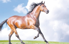 দ্য লস্ট হর্স  