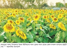 নকলায় সূর্যমুখী চাষে ঝুঁকছেন কৃষক  