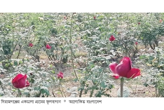 সিরাজগঞ্জে বাণিজ্যিক ফুল চাষে সাফল্য  