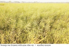 দিনাজপুরে সরিষা চাষে রেকর্ড  