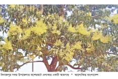 আমগাছের শাখায় দুলছে সোনালি মুকুল  