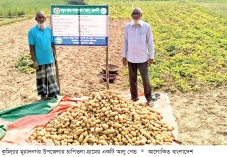 মুরাদনগরে সানসাইন আলুর ভালো ফলন 