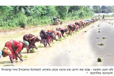 দিনাজপুরে বোরো ধানের চারা রোপণে ব্যস্ত কৃষক  