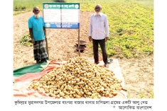বিএডিসির সানসাইন জাতের আলুর ফলনে খুশি কৃষক  