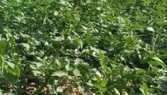 সিরাজগঞ্জে মিষ্টি আলু চাষে বাম্পার ফলন