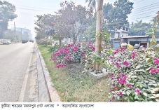 সড়ক বিভাজকের সৌন্দর্য বাড়াচ্ছে বাহারি ফুলগাছ  