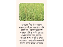 কিশোরগঞ্জের হাওরে সরিষা চাষে কৃষকের বাড়তি লাভ  