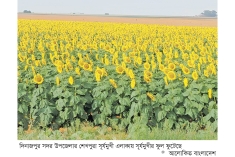দিনাজপুরে সূর্যমুখীর আবাদ বেড়েছে 