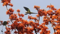 বসন্তের প্রথম দিন ও বিশ্ব ভালোবাসা দিবস আজ