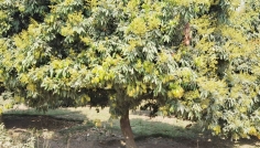 দিনাজপুরে লিচু গাছে মুকুল, বাম্পার ফলনের আশা