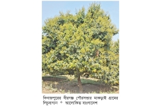 মুকুলে ছেয়ে গেছে লিচু গাছ  