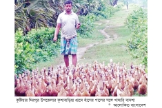 কুষ্টিয়ায় হাঁস পালনে ফিরছে সচ্ছলতা  