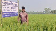 প্রদর্শনী ও প্রণোদনায় গমের বাম্পার ফলন, ঘুরে দাঁড়াচ্ছে কৃষি অর্থনীতি