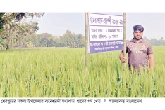 গমের ফলনে ঘুরে দাঁড়াচ্ছে কৃষি অর্থনীতি  