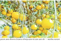 কমলা চাষে বদলে যাচ্ছে চুয়াডাঙ্গার কৃষি অর্থনীতি  