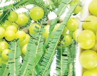 চুলের যত্নে আমলকী 