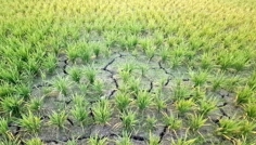 ফরিদগঞ্জে পানির অভাবে ধানের জমি ফেটে চৌচির