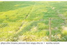 ধনিয়ায় বেশি লাভ পাচ্ছেন কৃষক  