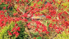 দিনাজপুরে শিমুল গাছে ফুলে ফুলে মেতেছে প্রকৃতি