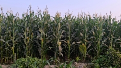 দিনাজপুরে ভুট্টার ফলন ভালো, ছাড়িয়ে গেল লক্ষ্যমাত্রা