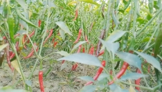 হোসেনপুরে মরিচের বাম্পার ফলন, কৃষকের মুখে হাসি