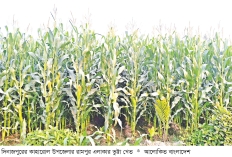 দিনাজপুরে ভুট্টা আবাদ লক্ষ্যমাত্রা ছাড়িয়েছে  