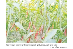 মরিচের ফলনে খুশি কৃষক  
