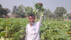 শ্রীপুরে কৃষকের শসাক্ষেত কেটে নষ্ট করল দুর্বৃত্তরা