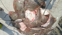 সুন্দরবন সাতক্ষীরা রেঞ্জে ২২ জেলে আটক, শাপলা পাতা মাছ জব্দ