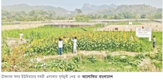 টেকনাফে সূর্যমুখী চাষে সাফল্য   