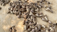 সিরাজদিখানে রহস্যজনক রোগে একদিনে সাড়ে ৬ হাজার পাখির মৃত্যু