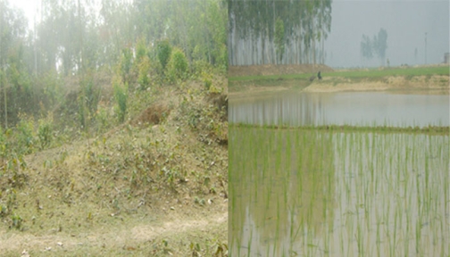 পীরগঞ্জে বিলুপ্তির পথে রাজা ভীম চন্দ্রের প্রাসাদ