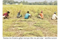 মাড়াই হচ্ছে সরিষা দামে খুশি কৃষক  