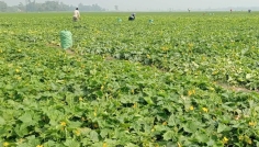 সিরাজগঞ্জে মৌসুমি খিরা চাষে বাম্পার ফলন