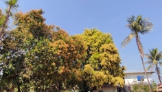 আবহাওয়া বুঝে পরিচর্যা, কক্সবাজারে আমের মুকুলে বাম্পার ফলনের আশা